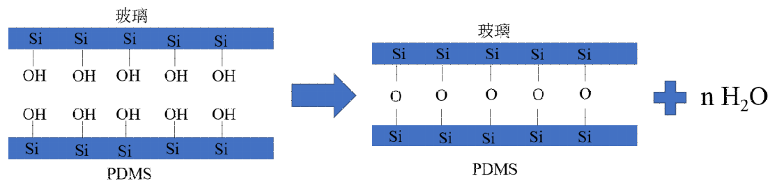 玻璃 -PDMS 键合原理图